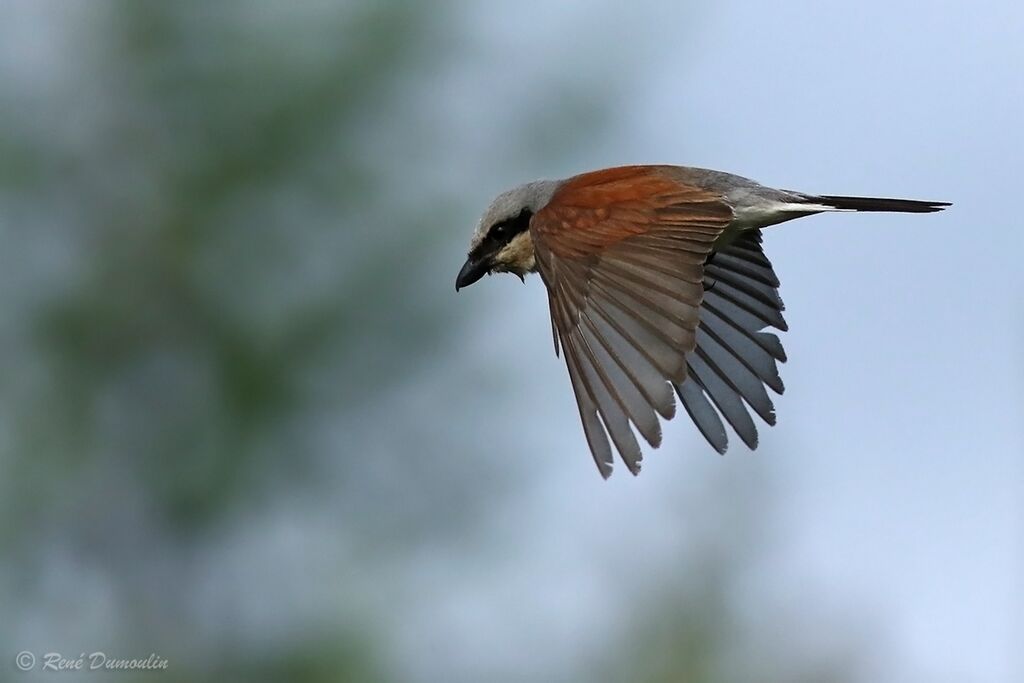 Red-backed Shrike male adult breeding, Flight