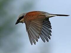 Red-backed Shrike