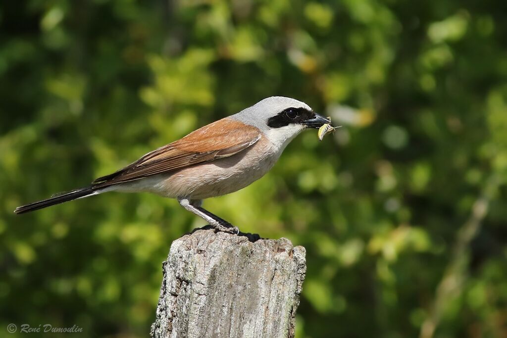 Red-backed Shrike