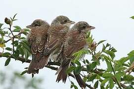 Red-backed Shrike