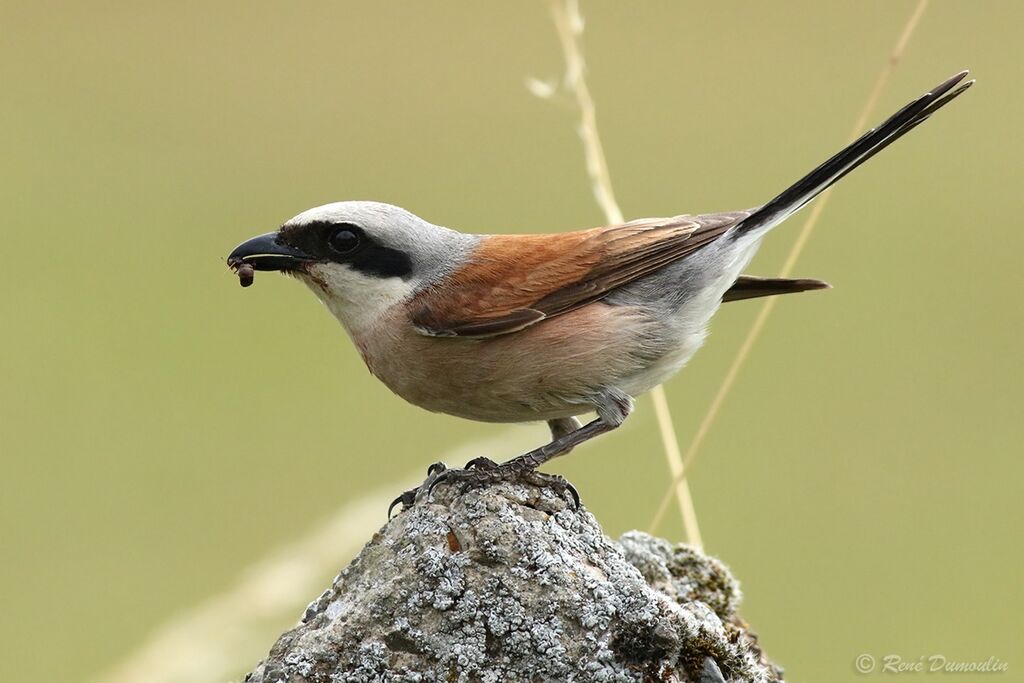 Red-backed Shrike