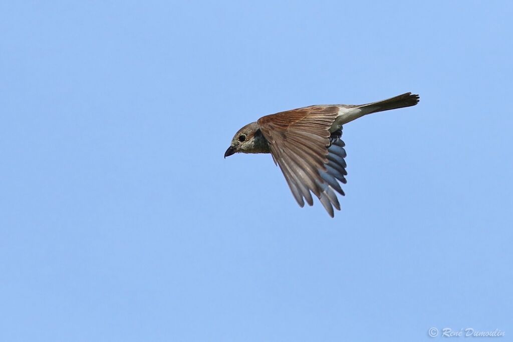 Red-backed Shrike