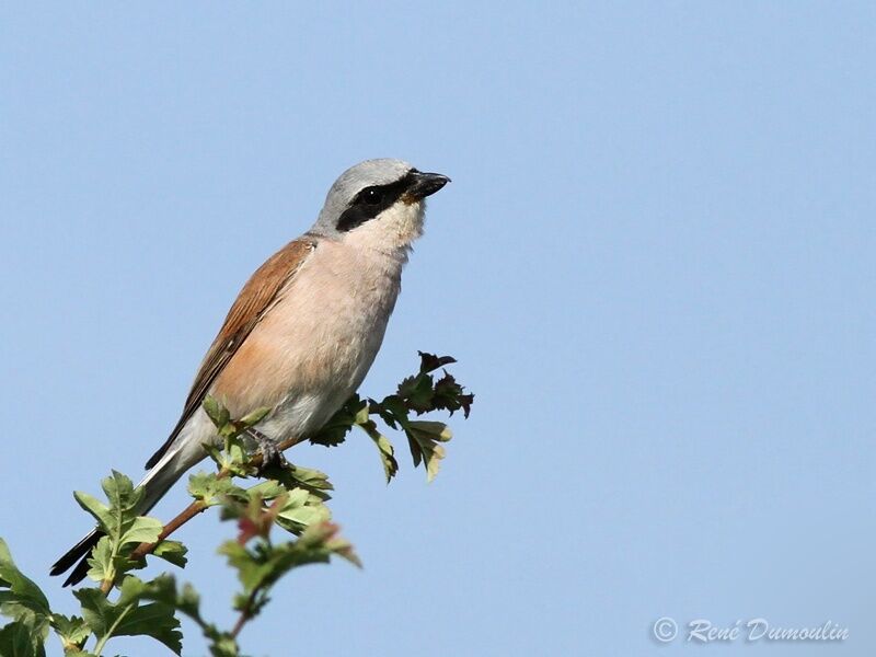 Pie-grièche écorcheur mâle adulte, identification