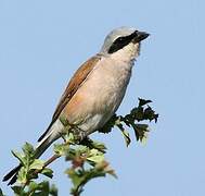 Red-backed Shrike