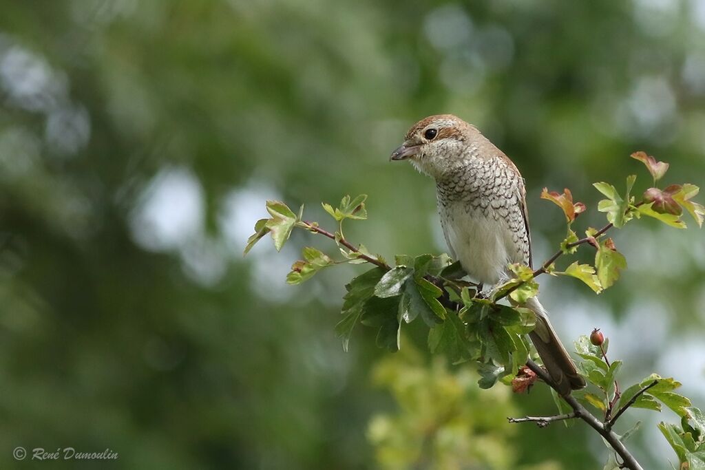 Pie-grièche écorcheur femelle adulte, identification