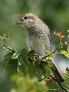 Red-backed Shrike