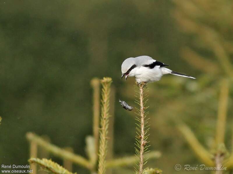 Great Grey Shrikeadult, pigmentation, Behaviour