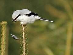 Great Grey Shrike