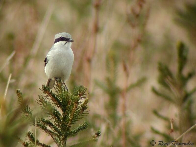 Great Grey Shrikeadult