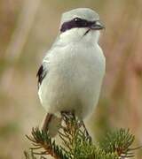 Great Grey Shrike