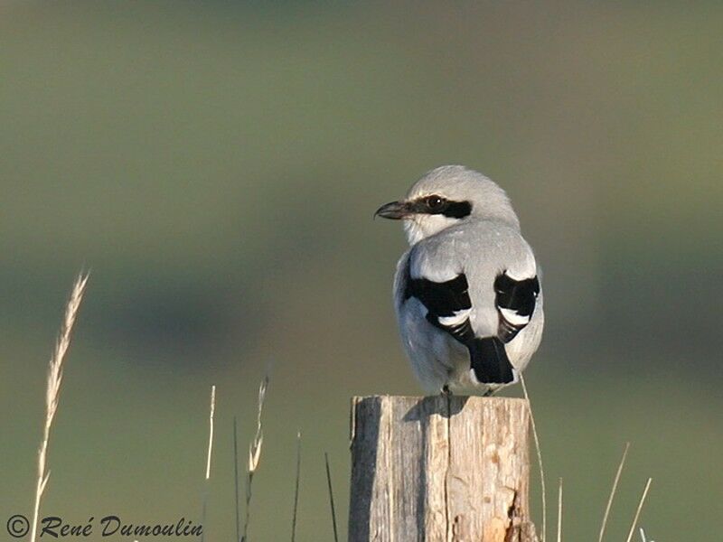 Great Grey Shrikeadult