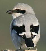 Great Grey Shrike