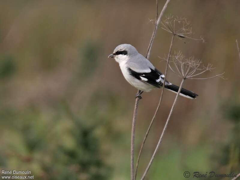 Great Grey Shrikeadult, identification