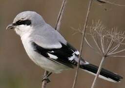 Great Grey Shrike