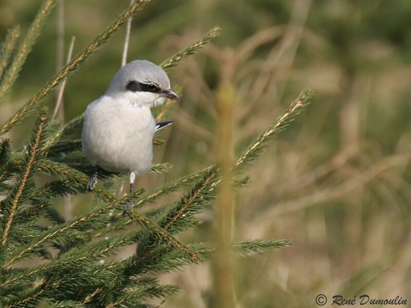 Great Grey Shrikeadult