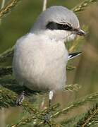 Great Grey Shrike