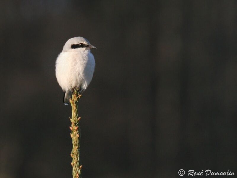 Great Grey Shrikeadult