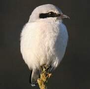 Great Grey Shrike