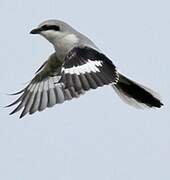 Great Grey Shrike