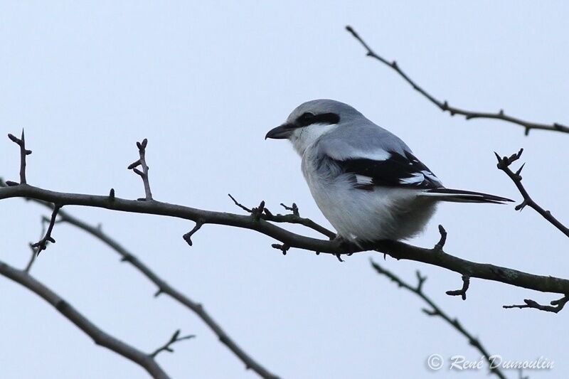 Great Grey Shrikeadult, identification