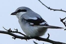 Great Grey Shrike