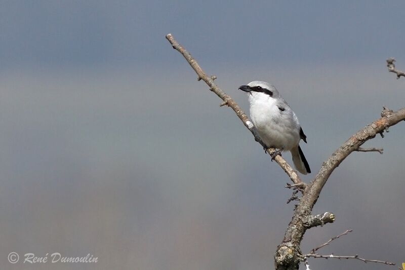 Great Grey Shrikeadult, identification