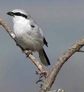 Great Grey Shrike