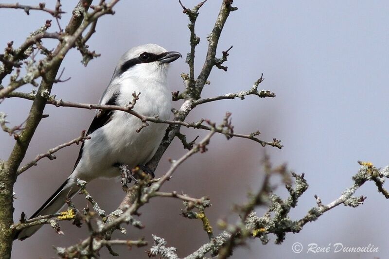 Great Grey Shrikeadult, identification