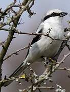 Great Grey Shrike