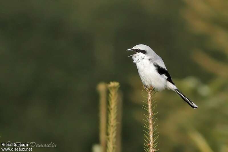 Great Grey Shrikeadult, identification