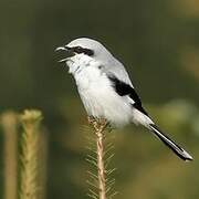 Great Grey Shrike