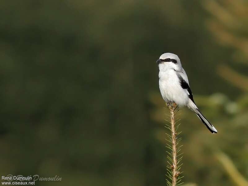 Great Grey Shrikeadult, Behaviour