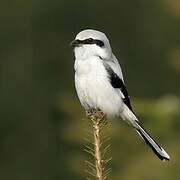 Great Grey Shrike