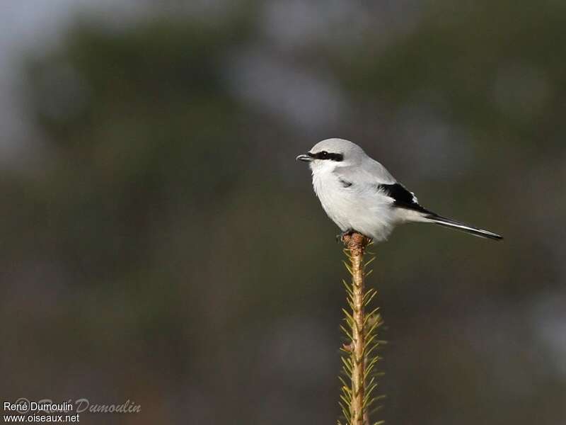 Great Grey Shrike male adult, identification