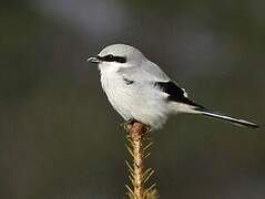 Great Grey Shrike