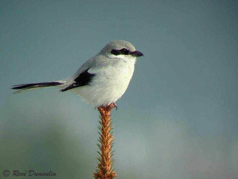 Great Grey Shrike