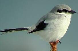 Great Grey Shrike