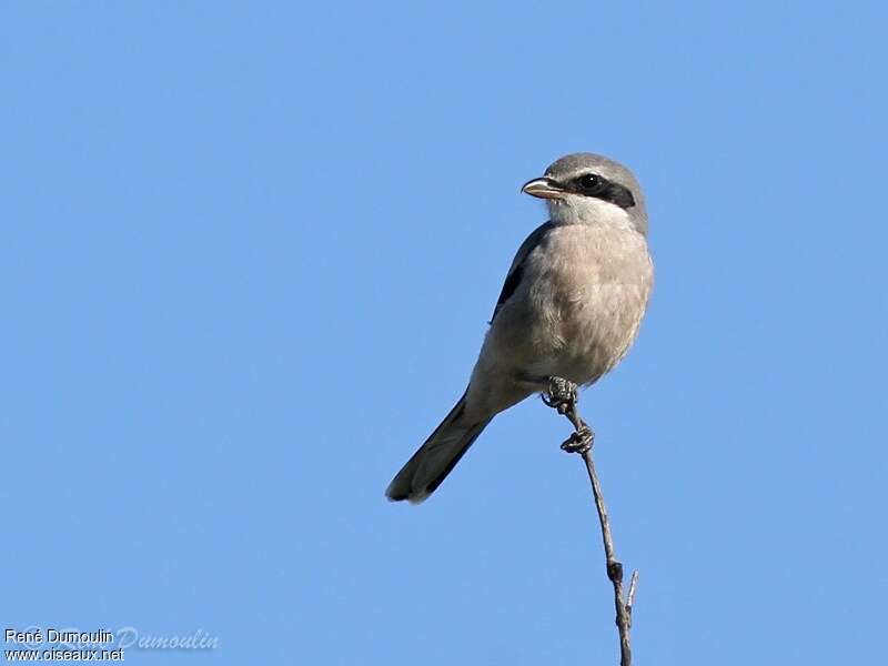 Iberian Grey Shrikeadult, pigmentation, fishing/hunting