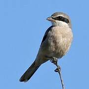 Iberian Grey Shrike