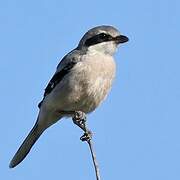 Iberian Grey Shrike