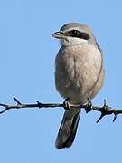 Iberian Grey Shrike