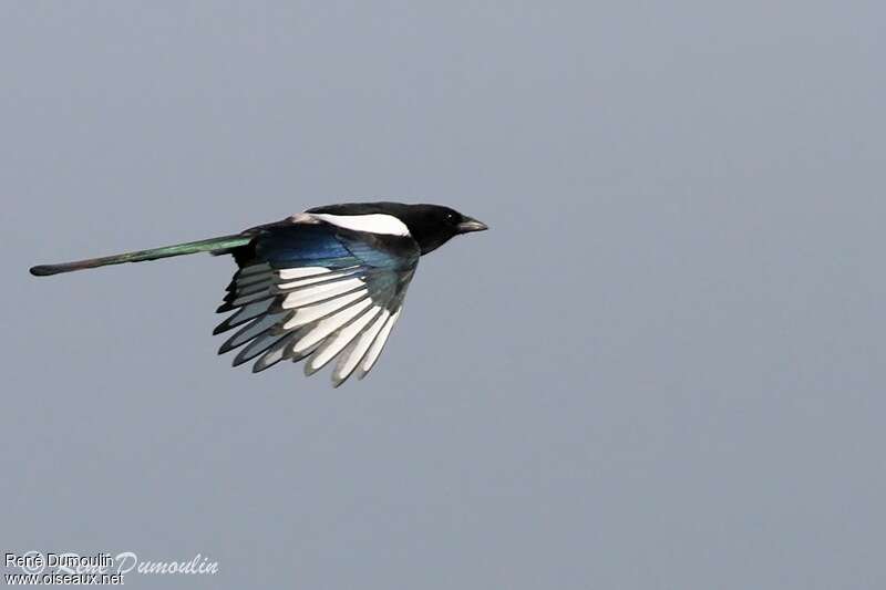 Eurasian Magpieadult, Flight