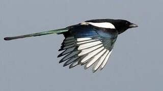 Eurasian Magpie