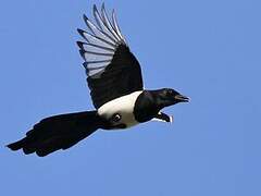 Eurasian Magpie