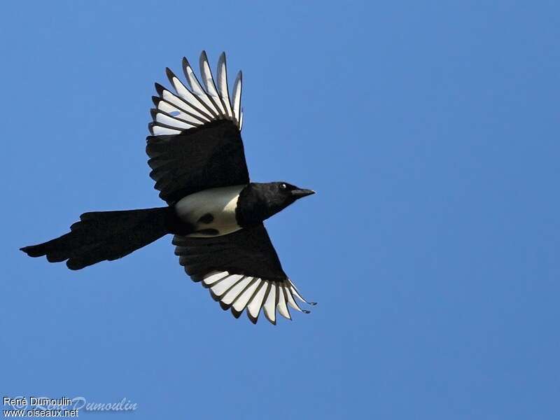 Eurasian Magpieadult, Flight