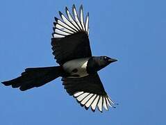 Eurasian Magpie