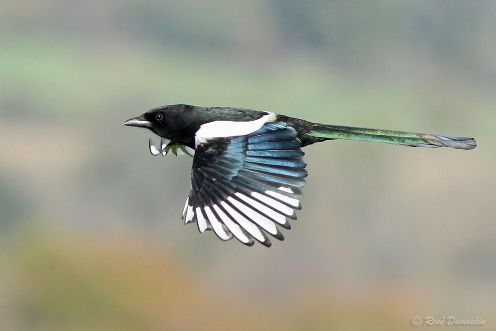 Eurasian Magpieadult, Flight