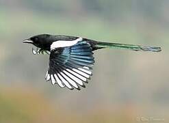 Eurasian Magpie