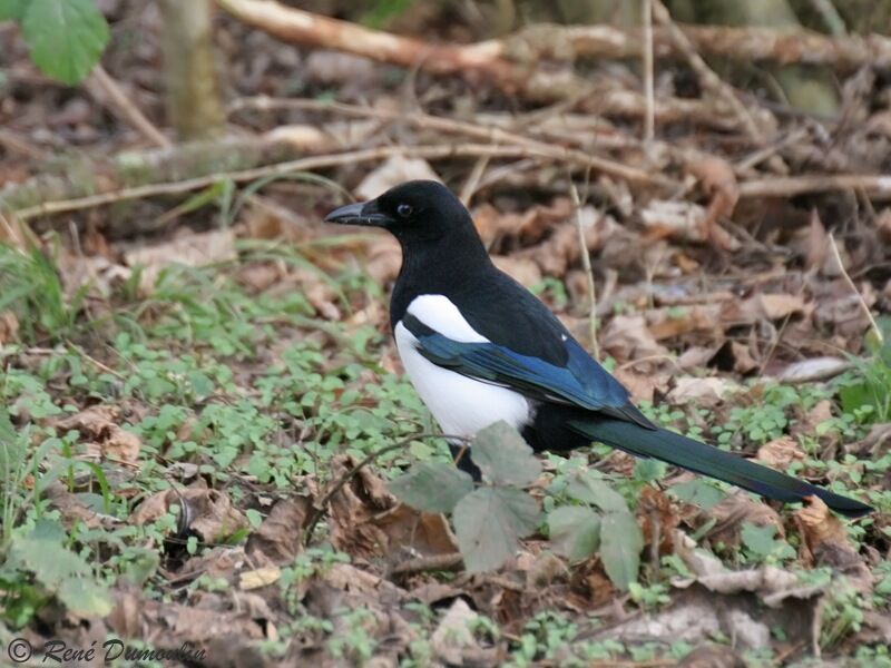 Eurasian Magpieadult