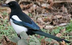 Eurasian Magpie